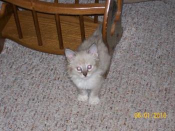 Oreo - This is a photo of my new kitten Oreo at about 6 weeks old.