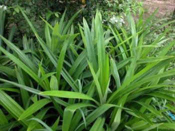 Pandan Leaves - A tropical local favorite leave responsible for it fragrance in food and desserts. It even has properties that drives away the pesky cockroaches in the house and car interiors.