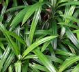 pandan or screwpine leaves - for that wonderful aroma...