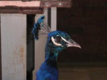 Close up of a peacock. - I wanted to show off this amazing bird&#039;s beautiful head plumage. 