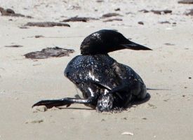 A bird effected by the oil spill - how sad is this!!!! cause by the oil spill!