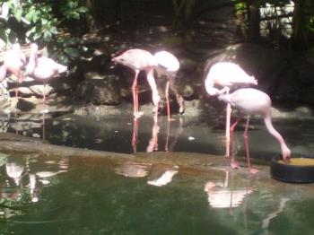 Flamingos for you - Minnesota Zoo in May.
