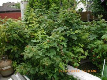 Raspberry yard - Raspberries and building supplies everywhere.
Raspberry yard - Raspberries and building supplies everywhere.