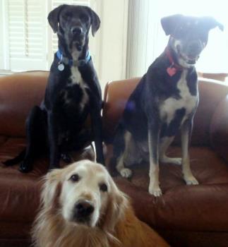 Our happy dog family - Sam, Maggie and Goldie