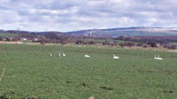 Swans in field - The swans seem to love the field as much as the river Swans in field - The swans seem to love the field as much as the river