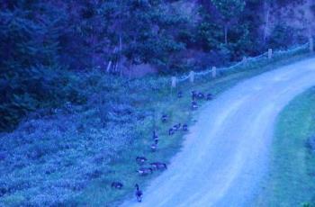 Pesky Geese - This was taken at dusk so it's not a great photo but it shows some of the geese we have around here. These guys had just come out of the lake. I'm always shooing them away from my garden. Pesky things! Pesky Geese - This was taken at dusk so it's not a great photo but it shows some of the geese we have around here. These guys had just come out of the lake. I'm always shooing them away from my garden. Pesky things!