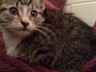 My Daisy - This is our kitten, Daisy, who just got spayed last Friday, but this was from when we first got her.