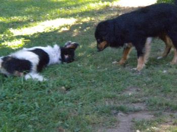 Trinity and K&#039;Ehleyr "at Play" - my dogs "playing" 
they look like they want to tear each others throat out.. but it&#039;s only for show. 