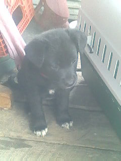 My Puppy Angel - This is Puppy I received for my anniversary June 6.2010 Her name is Angel and she is a black Lab.