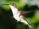 humming bird - just want to share humming bird - just want to share