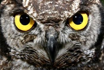Yellow-Eyed-Owl - This picture shows Yellow eyes of an owl - depicting Jaundiced eyes!