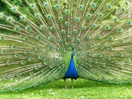 a beautiful peacock - Peacocks are very beautiful birds whose feathers are nice and beautiful when they open their wings.