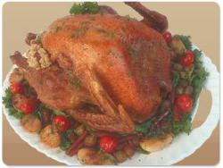 turkey - this is a turkey for Thanksgiving