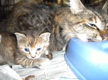 Shetana and a surprise baby - My cat Shetana missing for 10 months is found with 2 kittens -this is one of them 
