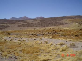 A family of vicuñas in the altiplano - These endangered species live above 4,000 meters in altitude. It´s fleece is as soft as silk and that´s the reason man has killed them.
