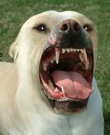 This is a picture of an angry DOG - This picture shows how vicious dogs can appear. Actually this is a friendly dog, irritated by its owner, who wanted to take an "aggressive" snap.
