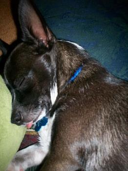 Pepi Napping - His tongue is also hanging out.