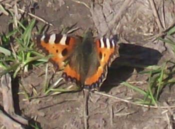 Red Admiral - A red admiral in our garden this morning