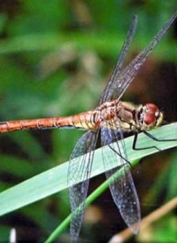 Dragonfly - One of our regular dragonfly visitors