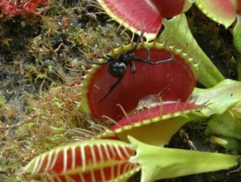 Photo of a Carnivorous Plant with victim trapped - This is a live photo of a carnivorous plant. See the trapped insect and the needles which are sharp and used to pierce and kill the insect