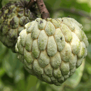 Sugar Apple - The sugar or custard apple or the Sitaphal 