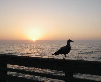 Gull at Sunset - This is from the pier at Ocean Beach in San Diego.