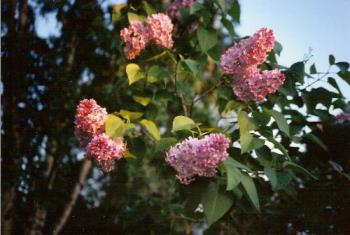 Lilacs in Night Light - When the sun is near the horizon, the colors become warm and glowing.