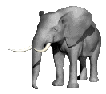 elephant - elephant