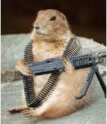 This is an armed Gopher!  - This is a picture of a Gopher with a Gun!!! Beware!