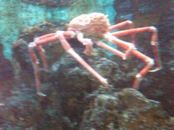 Giant Crab - This is one of the many beautiful Giant Crabs at the Shedd Aquarium. 