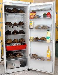 wonderful use of the refrigerator - You can hardly imagine how useful a refrigerator can be in your life. Reading the discussion helps you a lot. 