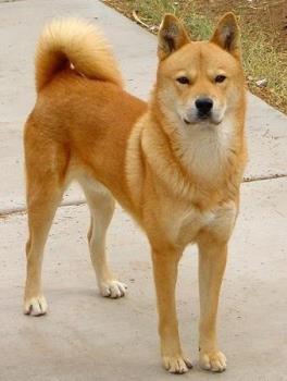 Korean Jindo - Picture courtesy of http://petdogbreeds-pics-and-information.blogspot.com. 
