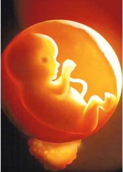 Baby  - fetus in utero