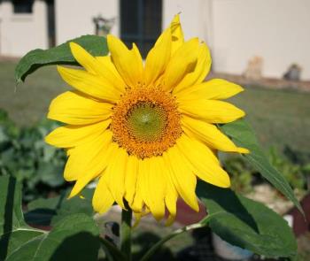 Sunflower - A while ago, I planted a sunflower seed straight into my veggie patch, and much to my amazement, it started to grow! This is it in full bloom!
