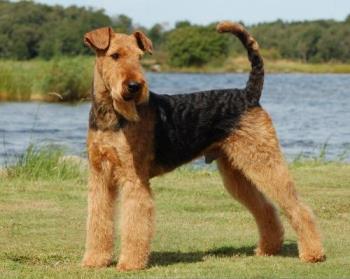 Airedale Terrier  - This handsome Airedale is Pinto Back In The USSR, you can find more about him on KennelPinto&#039;s site.