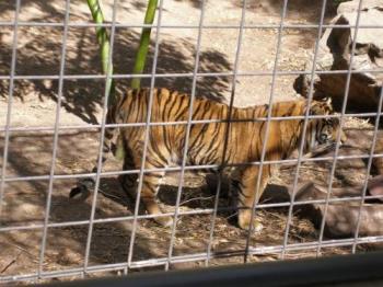 Tiger - A tiger at the zoo. 