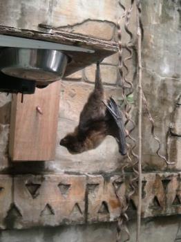 Rodriguez fruit bat grooming - Rodriguez fruit bat at Newquay Zoo grooming