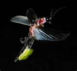 Firefly - So pretty to see. Firefly is a beautiful fly with wonderful lighting. Firefly - So pretty to see. Firefly is a beautiful fly with wonderful lighting.