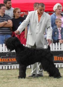 Black Russian Terrier - Handsome Black Russian Terrier being judged in the show ring at CACIB Bucharest 2010