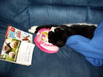 Hewy asleep while reading (LOL)! - Hewy the cat
