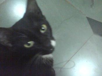 My black cat - My cat Kanna