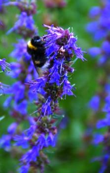 Bumblebee - Bumblebee in lilac flowers