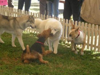 Lots of friends :) - Binne has made lots of friends at the dog show. Her favourite is Dee Dee, the Samoyed girl.