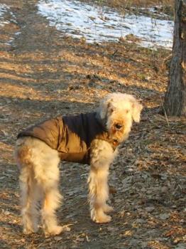 Nera - Here&#039;s my previous dog, Nera, dressed up with her winter coat. Don&#039;t be fooled by the rays of the sun, it was a terribly cold day.
