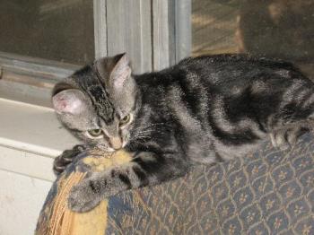 Sparky - The other little baby Sparky - The other little baby
