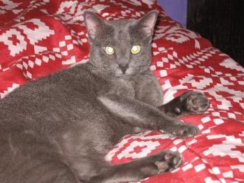 Zhaan - Our Russian Blue Zhaan - Our Russian Blue