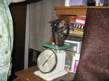 Gwen on scale - trying to figure out how old she is! Gwen on scale - trying to figure out how old she is!