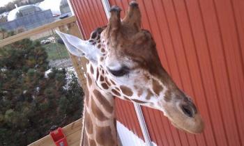George the giraffe - He was very good with the kids, took carrots right out of their hands!
