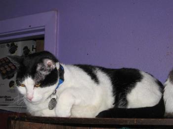 Mo - Here he is hanging out on a chest in my room