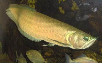 Arowana - Arowanas are freshwater bony fish of the family Osteoglossidae, also known as bonytongues. In this family of fishes, the head is bony and the elongate body is covered by large, heavy scales, with a mosaic pattern of canals. The dorsal and the anal fins have soft rays and are long based, while the pectoral and ventral fins are small. The name "bonytongues" is derived from a toothed bone on the floor of the mouth, the "tongue", equipped with teeth that bite against teeth on the roof of the mouth. The fish can obtain oxygen from air by sucking it into the swim bladder, which is lined with capillaries like lung tissue. The arowana is an "obligatory air breather"